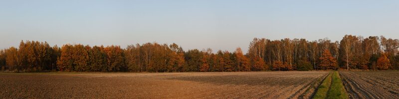 jesienny las i pole przy zachodzącym słońcu